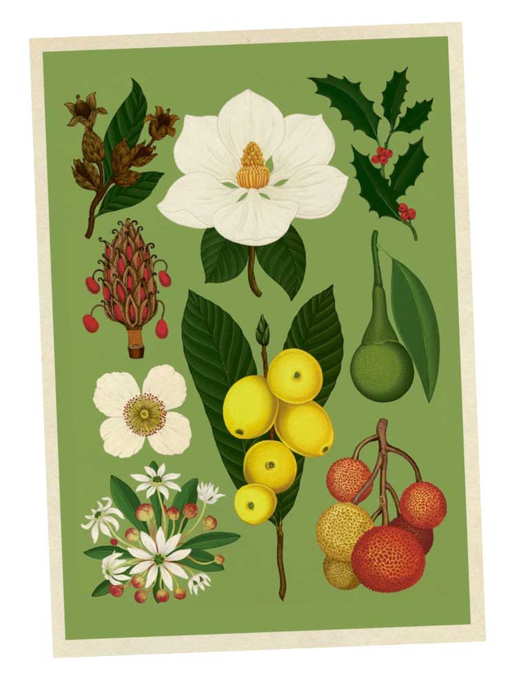 Arboretum - Box Set of 50 Postcards - Image 3