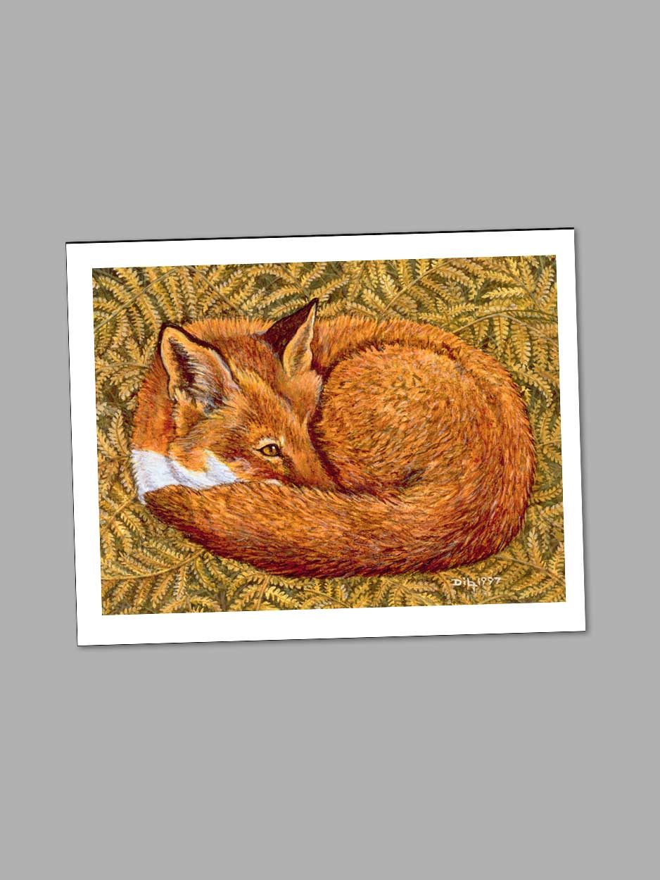Cat-napping Fox - Blank Card