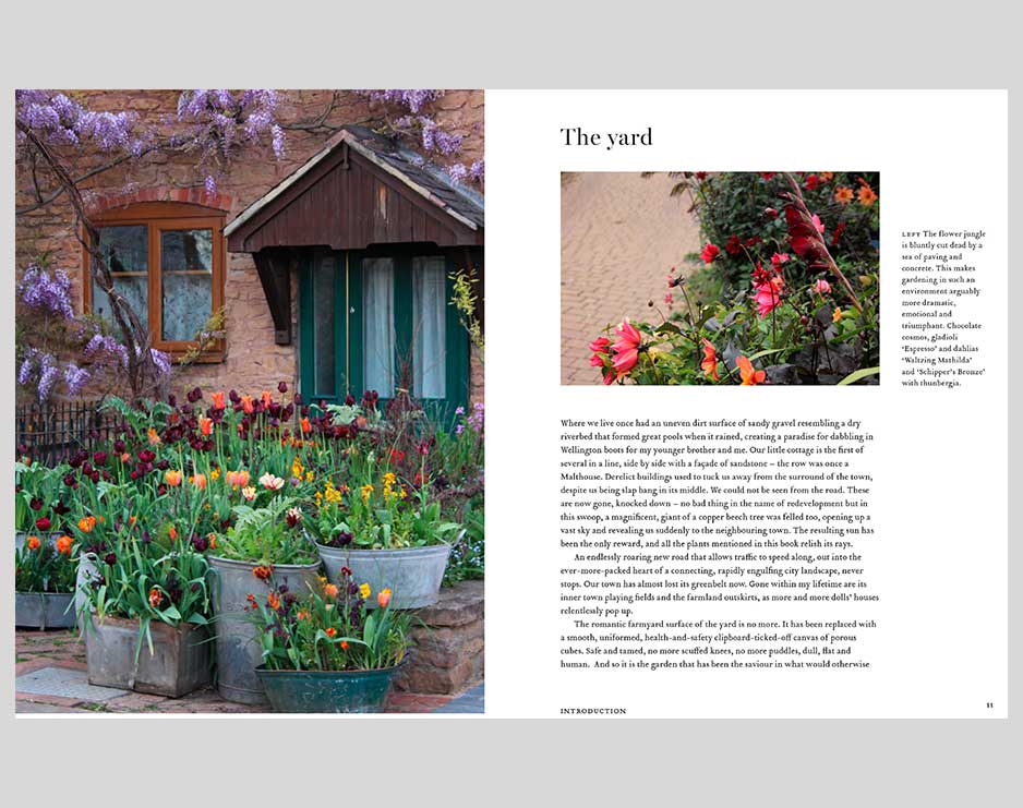 The Flower Yard: Growing Flamboyant Flowers in Containers - Image 2