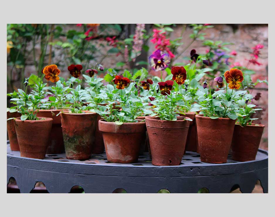 The Flower Yard: Growing Flamboyant Flowers in Containers - Image 4