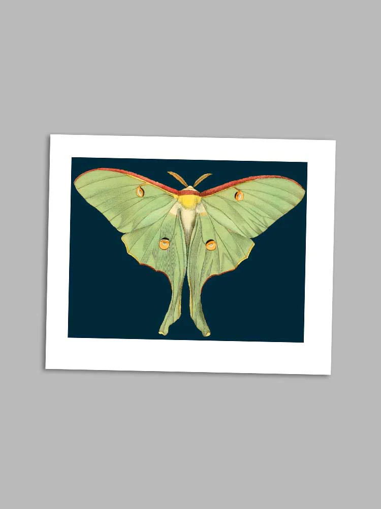 Green Moth - petite greeting card
