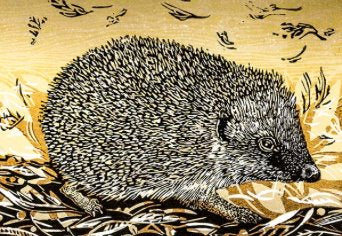 Hedgehog- Blank Card