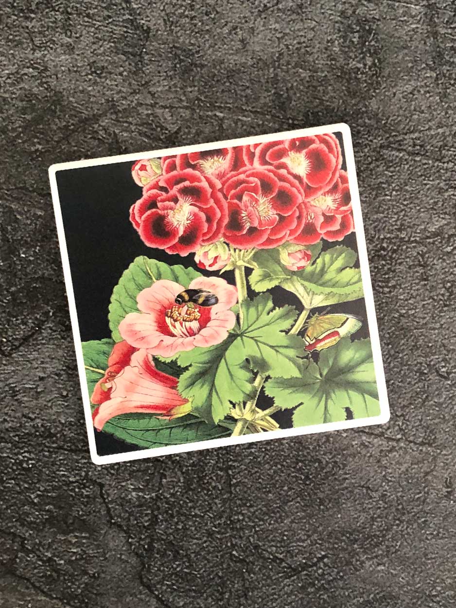 Pelargonium Botanical Coaster