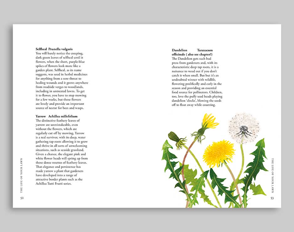Planting Wildflowers - Image 3
