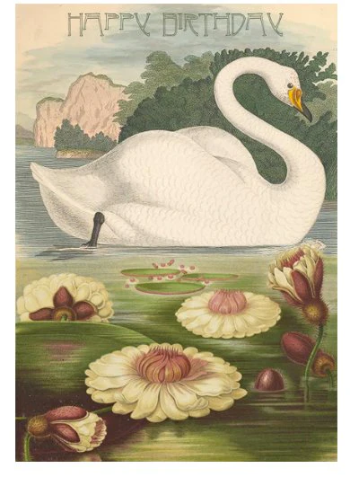 The Swan Vintage Style Birthday Card - Blank Greeting Card